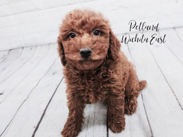 F1B Mini Goldendoodle Dog Female Red 18059 Petland Wichita, Kansas