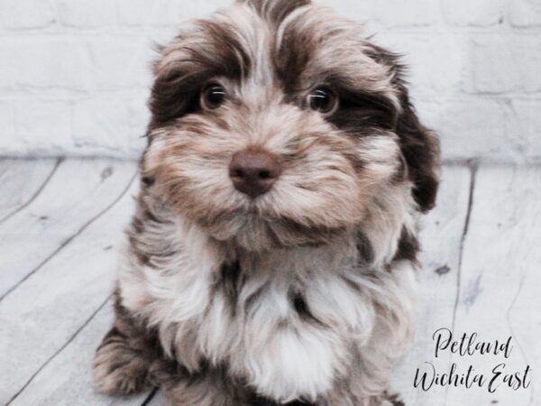 Yorkiepoo Dog Male Chocolate Merle 18065 Petland Wichita, Kansas