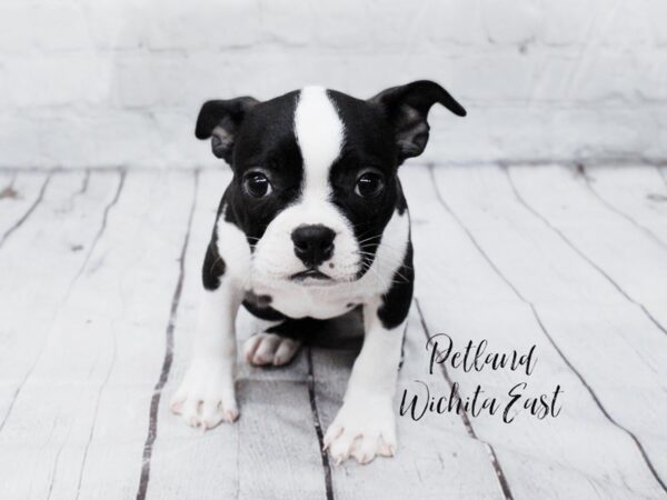 Boston Terrier-Dog-Female-Black & White-18074-Petland Wichita, Kansas