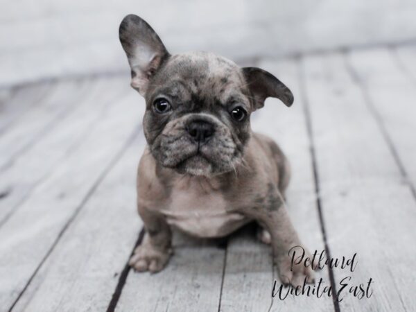 French Bulldog Dog Male Blue Merle 18071 Petland Wichita, Kansas