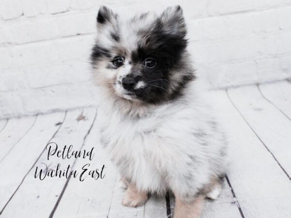 Pomeranian-Dog-Male-Blue Merle-18066-Petland Wichita, Kansas