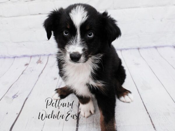 Miniature Australian Shepherd Dog Male Black Tri 18094 Petland Wichita, Kansas