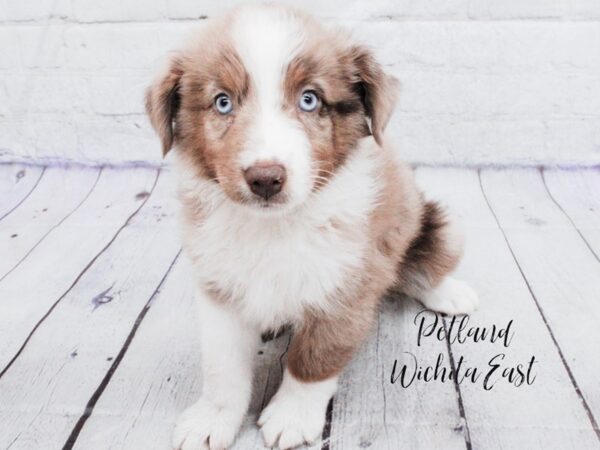 Miniature Australian Shepherd Dog Male Red Merle 18092 Petland Wichita, Kansas