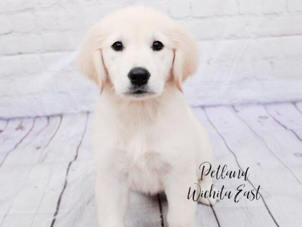 Golden Retriever Dog Female Cream 18084 Petland Wichita, Kansas