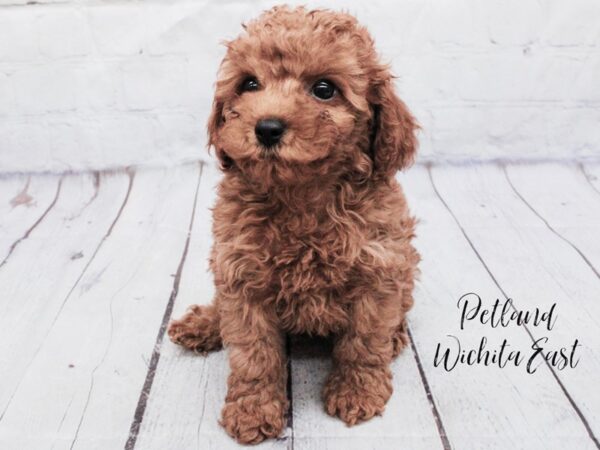 F1b Cockapoo-Dog-Female-Red-18082-Petland Wichita, Kansas