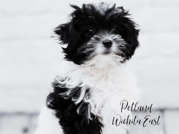 Maltipoo Dog Female Black & White 18012 Petland Wichita, Kansas