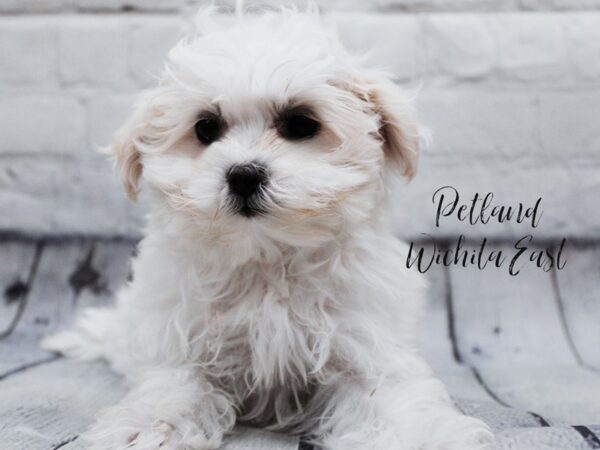 Maltipoo Dog Female Cream 18011 Petland Wichita, Kansas