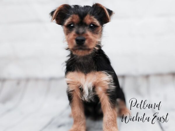 Yorkshire Terrier Dog Male Black &Tan 17999 Petland Wichita, Kansas