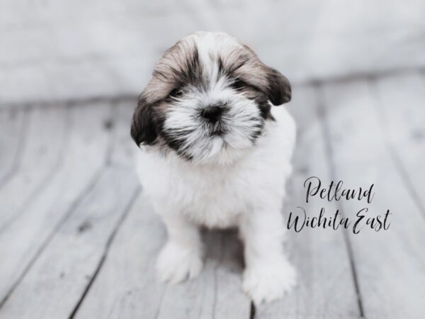 Shih Tzu-Dog-Female-Brown / White-18034-Petland Wichita, Kansas