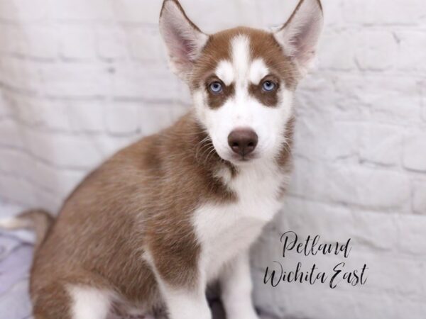 Siberian Husky Dog Male Red & White 18042 Petland Wichita, Kansas