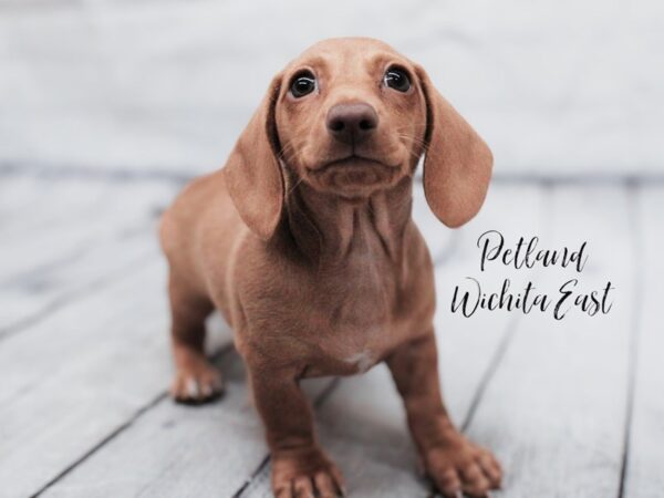 Miniature Dachshund Dog Female Red 18050 Petland Wichita, Kansas