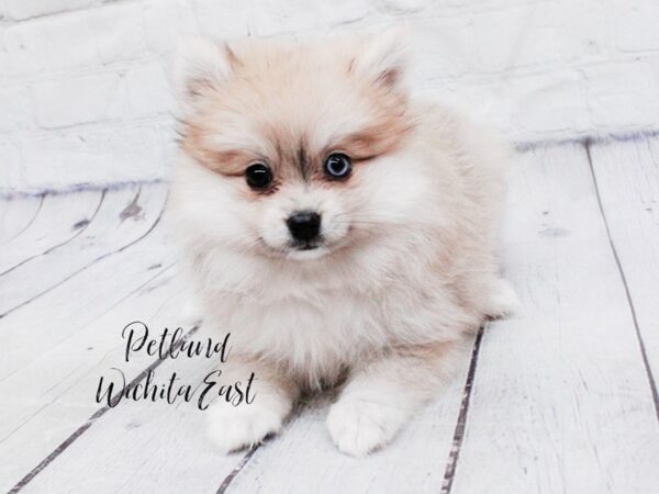 Pomeranian-Dog-Female-Red Sable-18056-Petland Wichita, Kansas