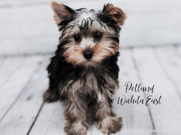 Yorkshire Terrier-Dog-Male-Black & Tan-18075-Petland Wichita, Kansas