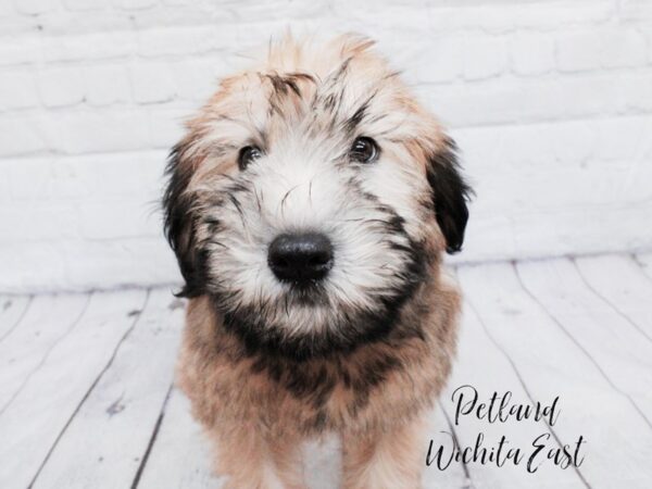 Soft Coated Wheaten Terrier Dog Female Wheaten 18073 Petland Wichita, Kansas