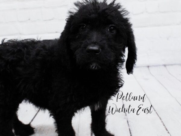 Labradoodle Dog Female Black 18072 Petland Wichita, Kansas