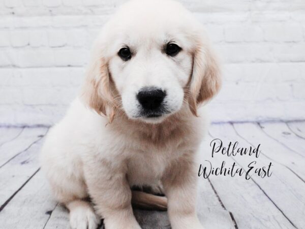 Golden Retriever-Dog-Male-Cream-18068-Petland Wichita, Kansas