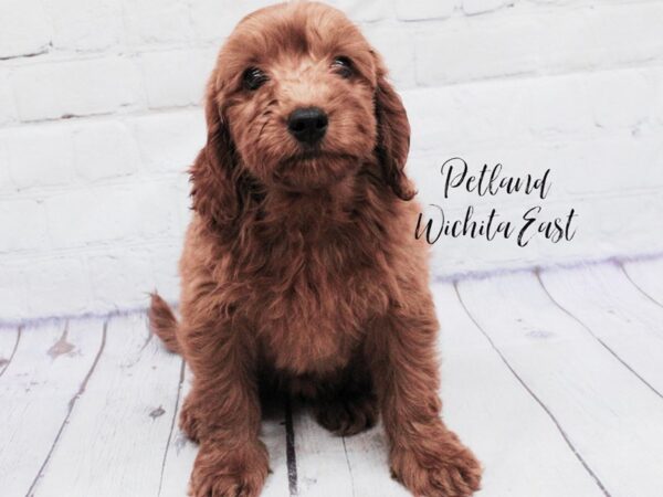 F1B Mini Goldendoodle-Dog-Female-Red-18090-Petland Wichita, Kansas