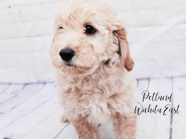 F1B Mini Goldendoodle-Dog-Female-Light Apricot-18089-Petland Wichita, Kansas