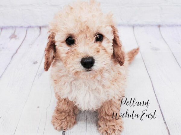 F1B Mini Goldendoodle-Dog-Female-Apricot-18088-Petland Wichita, Kansas