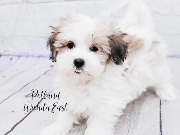 Coton De Tulear-Dog-Female-Brown & White-18081-Petland Wichita, Kansas