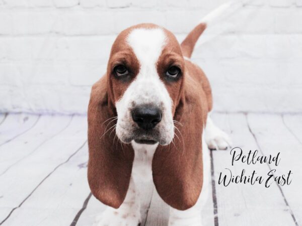 Basset Hound Dog Male Red & White 18079 Petland Wichita, Kansas