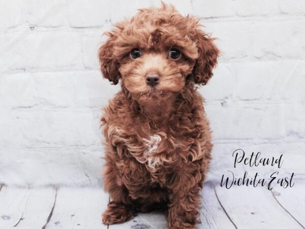 F1b Cockapoo-Dog-Female-Red-18083-Petland Wichita, Kansas