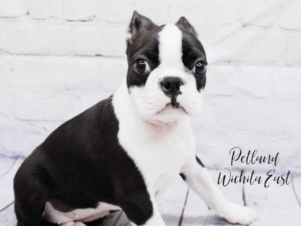 Boston Terrier Dog Female Black / White 18080 Petland Wichita, Kansas