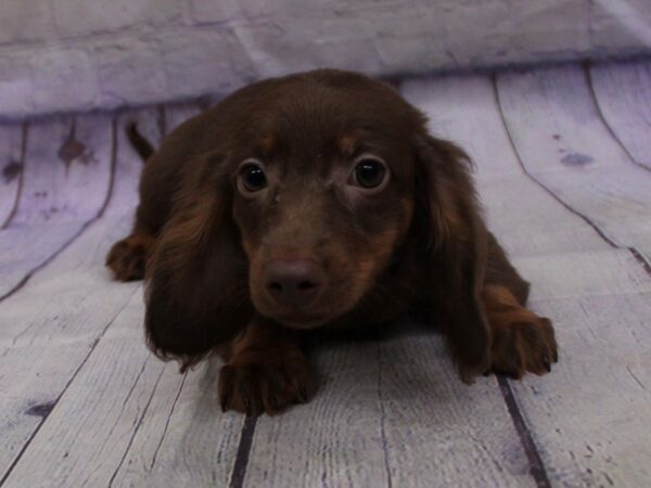 Miniature Dachshund Dog Female Chocolate and Tan 18097 Petland Wichita, Kansas