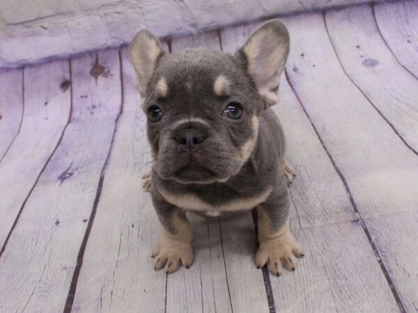 French Bulldog Dog Female Blue & Tan 18102 Petland Wichita, Kansas