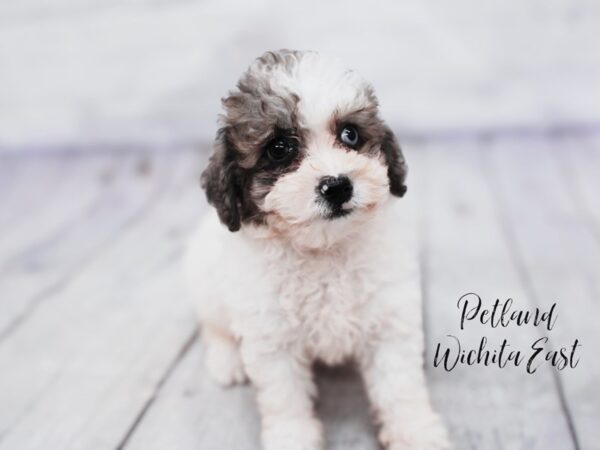 Miniature Poodle-Dog-Female-Chocolate Parti-18119-Petland Wichita, Kansas