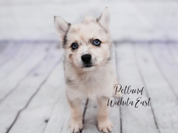 Pomsky Dog Female Blue Merle 18116 Petland Wichita, Kansas