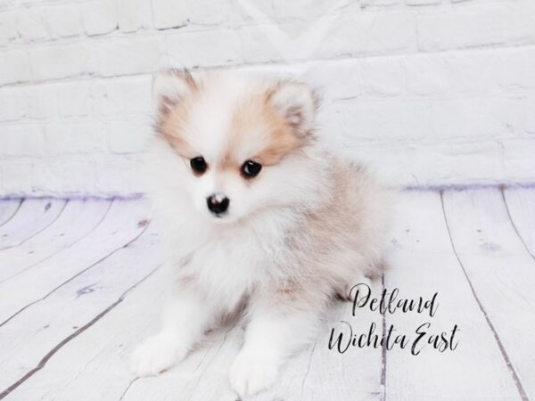 Pomeranian-Dog-Male-Sable / White-18114-Petland Wichita, Kansas