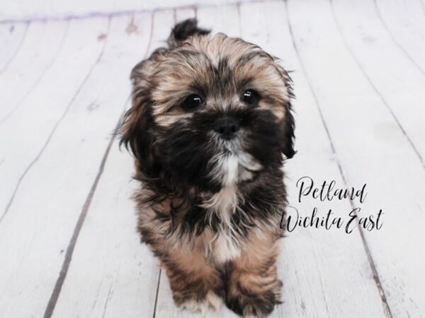 Lhasa Apso-Dog-Male-Sable / White-18113-Petland Wichita, Kansas