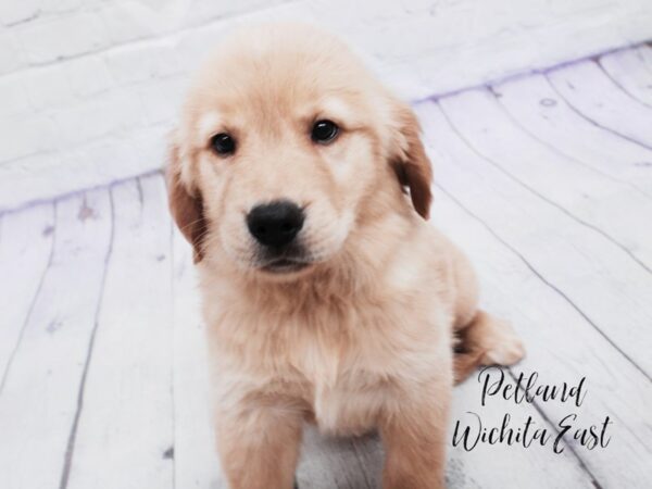 Golden Retriever Dog Female Red 18112 Petland Wichita, Kansas