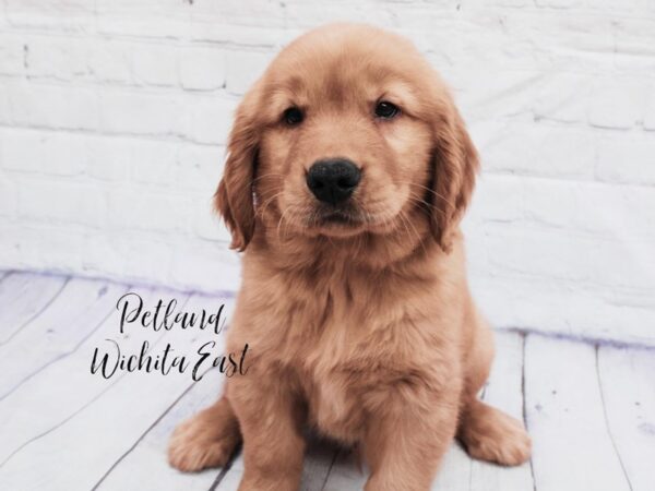 Golden Retriever-Dog-Male-Red-18111-Petland Wichita, Kansas