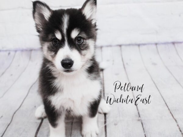 Huskimo-Dog-Male-Black & White-18109-Petland Wichita, Kansas