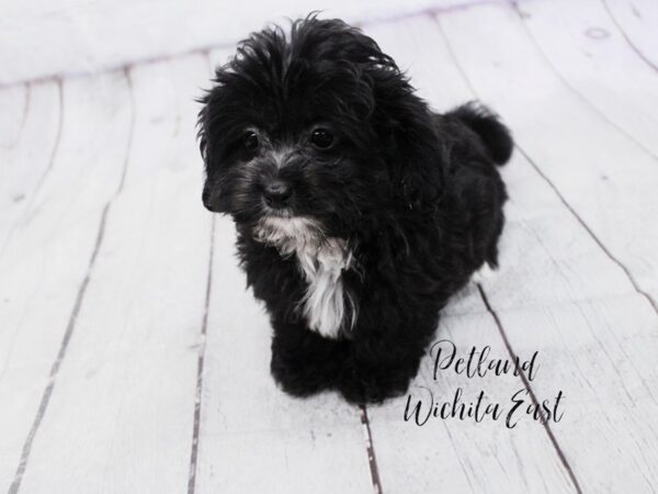 Lhasapoo-Dog-Female-Black & White-18106-Petland Wichita, Kansas