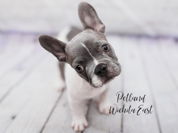 French Bulldog Dog Male Blue & White 18105 Petland Wichita, Kansas