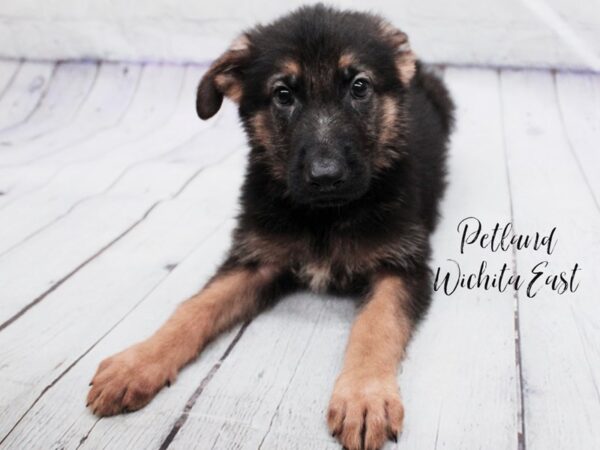 German Shepherd-Dog-Male-Black & Tan-18103-Petland Wichita, Kansas