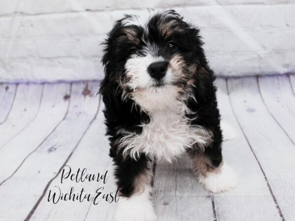 Miniature Bernedoodle-Dog-Female-Tri Color-18098-Petland Wichita, Kansas