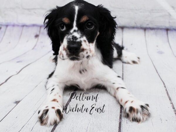 Cocker Spaniel-Dog-Female-Black White and Tan-18096-Petland Wichita, Kansas