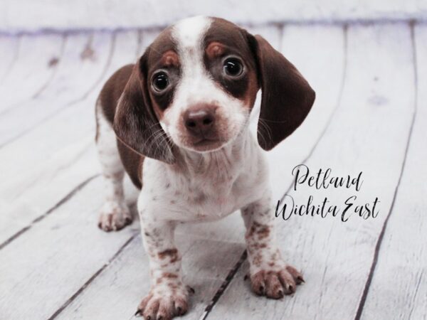Miniature Dachshund-Dog-Female-Chocolate & Tan Piebald-18127-Petland Wichita, Kansas
