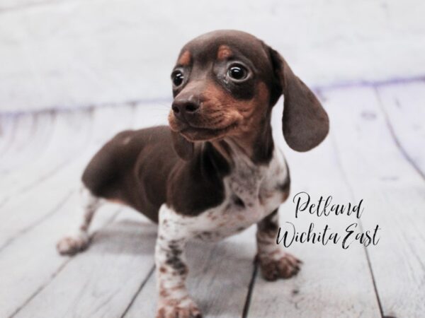 Miniature Dachshund Dog Female Chocolate & Tan Piebald 18128 Petland Wichita, Kansas