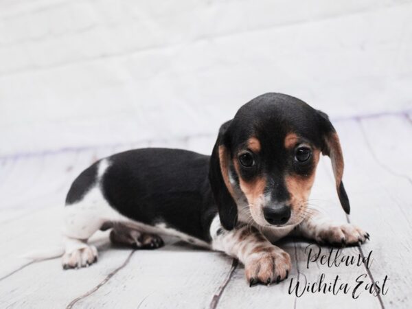 Miniature Dachshund-Dog-Male-Black & Tan Piebald-18126-Petland Wichita, Kansas