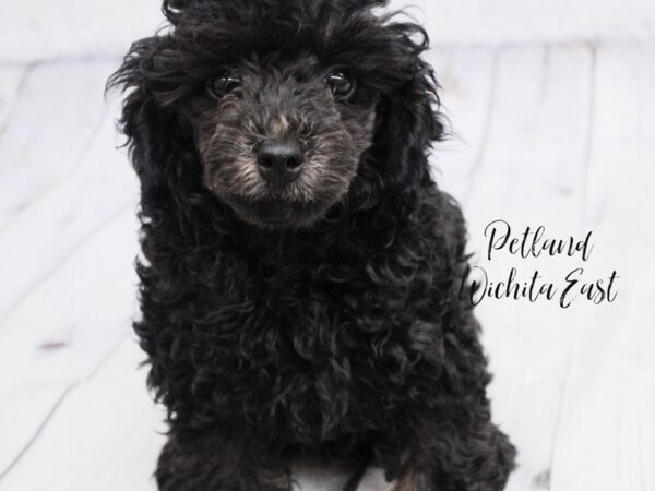 Miniature Poodle Dog Female Phantom 18124 Petland Wichita, Kansas