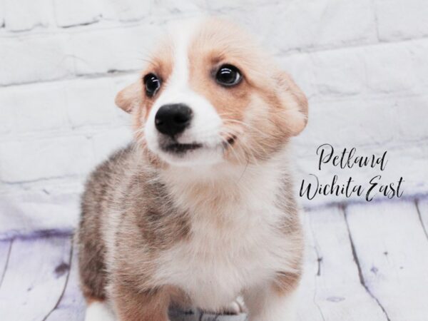 Pembroke Welsh Corgi Dog Male Sable & White 18123 Petland Wichita, Kansas