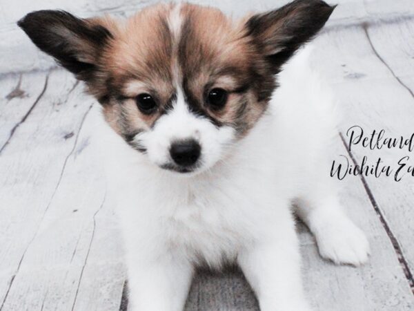 Papillon-Dog-Female-Sable / Tan-18062-Petland Wichita, Kansas