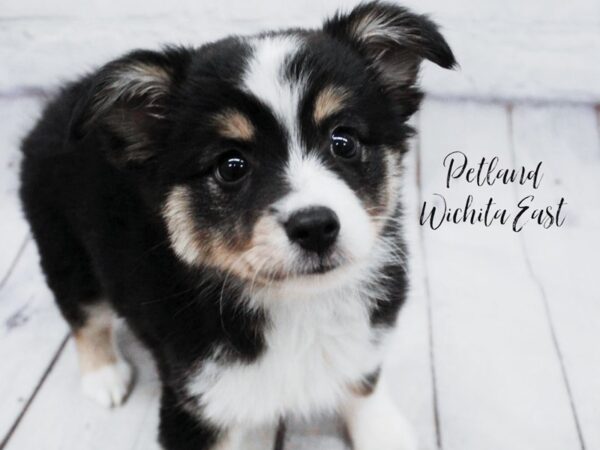 Miniature Australian Shepherd-Dog-Female-Tri-18140-Petland Wichita, Kansas