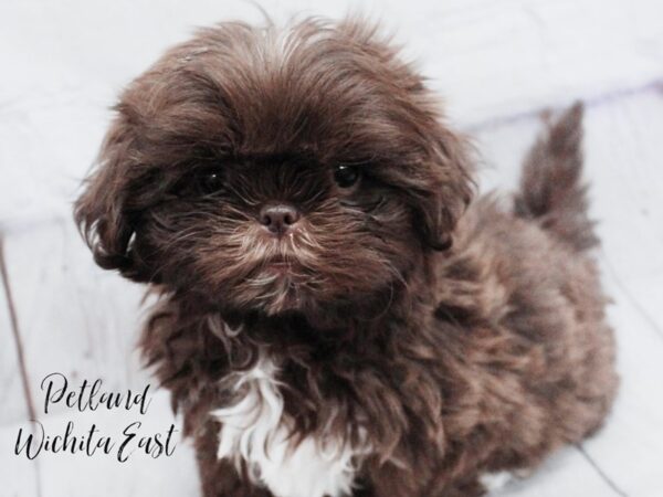 Shih Tzu-Dog-Female-Chocolate & White-18137-Petland Wichita, Kansas