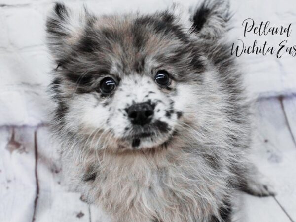 Pomeranian Dog Female Blue Merle 18135 Petland Wichita, Kansas